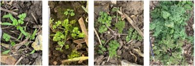 The progression of bur chervil