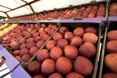 trays full of red apples