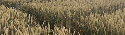 Je visite les essais fongicides céréales de Saint-Loup !