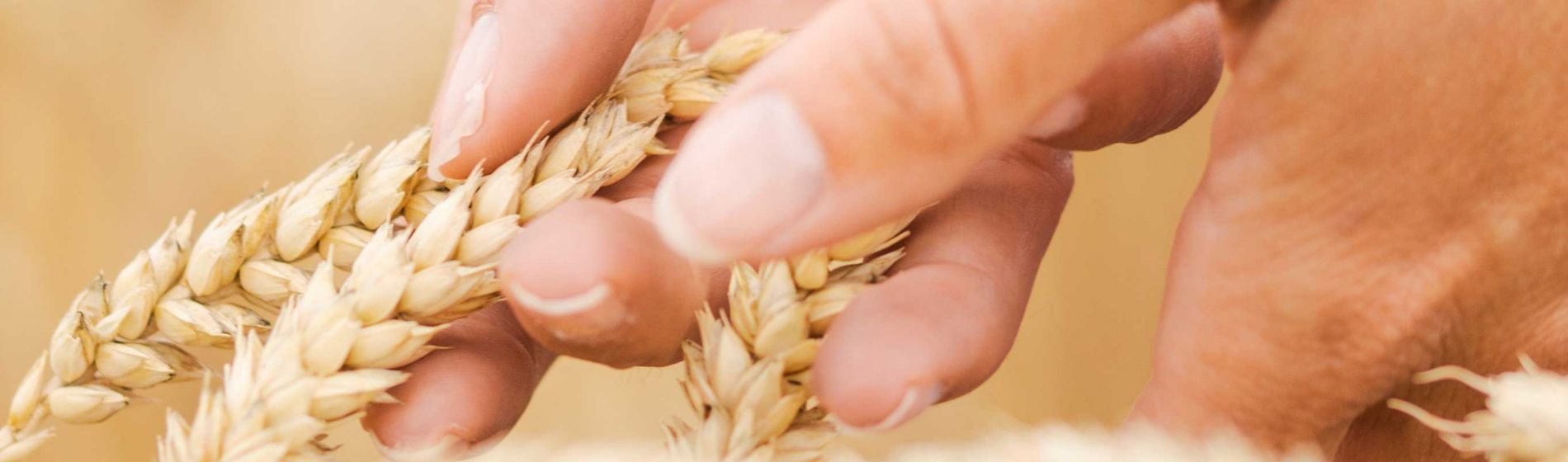Visite virtuelle des essais fongicides céréales en Haute-Marne