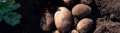 Pomme de terre : Les patatiers parlent de leur solution anti-mildiou #2