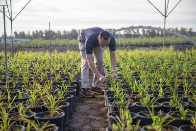 CA nursery - man examining plants in pots