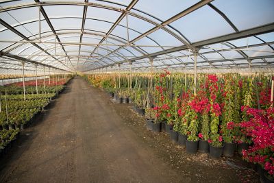 CA nursery interior greenhouse, red flowering vines