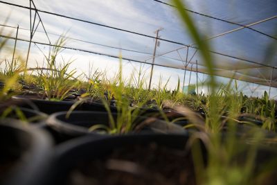Nursery - view of planted pots