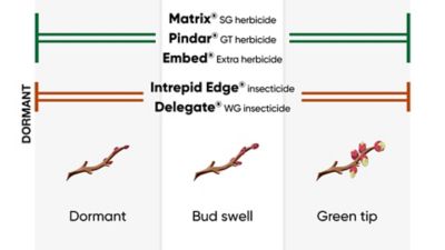 Dormant Tree Nut Plant
