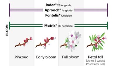 Bloom Tree Nut Phenology