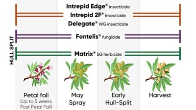 Hull Split Tree Nut Phenology