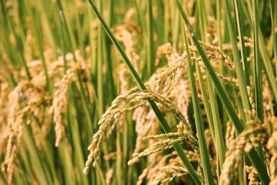 Rice field