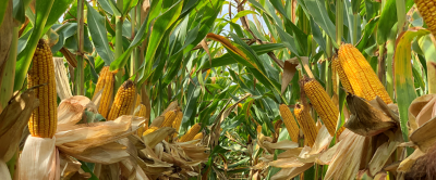 IMG-CORN_image_for_WEB_size_1500_600-Corteva-EU-HR-V1