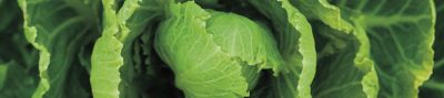 Cabbage crop