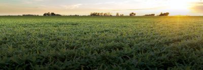 Imagen de campo de maiz con atardecer de fondo
