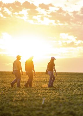 Imagen de personas caminando en un campo de maiz