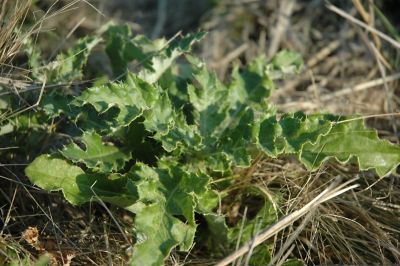 Canada thistle emerging