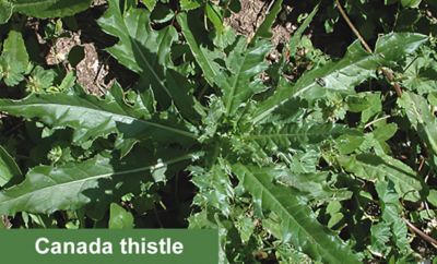 Canada thistle image