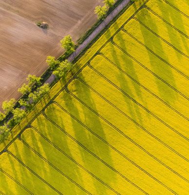 Canola Field_Diagonal angle aerial view