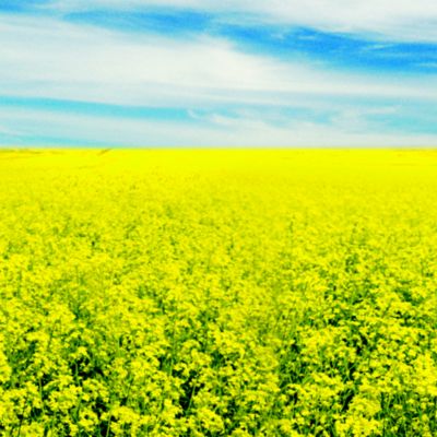 A field of canola