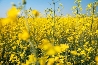 canola field