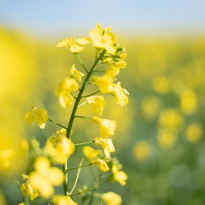 IMG-Canola-Guide-Image-ZA-V1