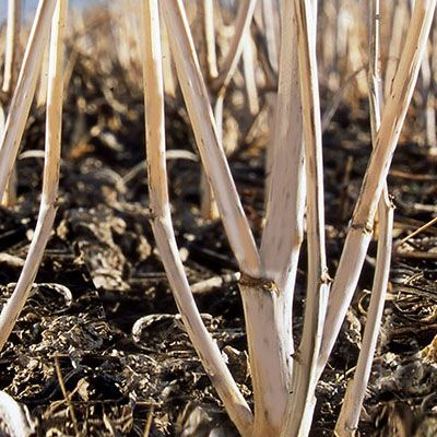 Canola Stubble Shot