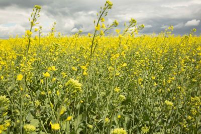 canola field wide shot