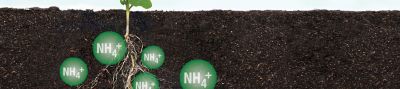 nitrogen in soil
