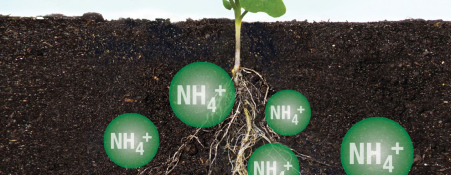 nitrogen in soil