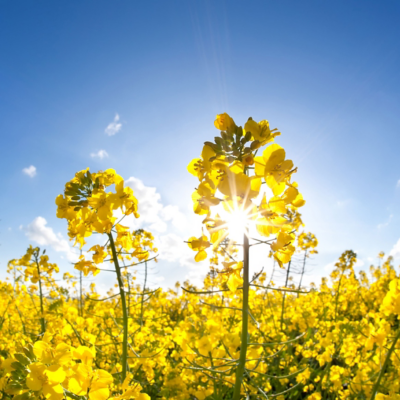 canola flower in full bloom