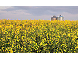 Flowering canola and bins