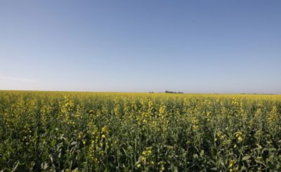 panorama of canola field under blue sky