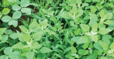 Untreated soybeans with weeds