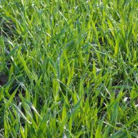 IMG-Capri-web-Corteva-EU-BE-V1