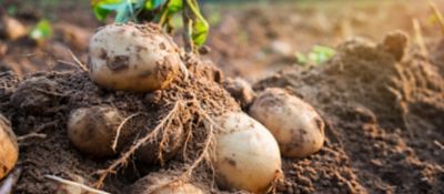 Caring for the soils image