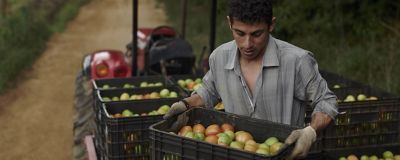 man carrying crate of tomatoes