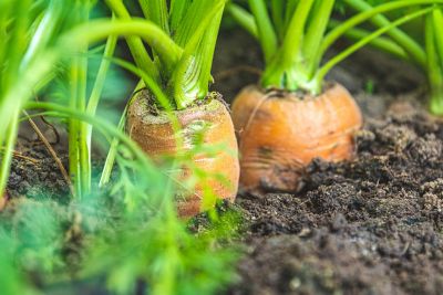 Carrot in ground