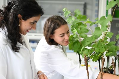 two Scientists examining plants in greenhouse