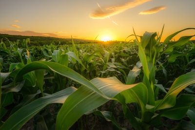 crop field at sunrise