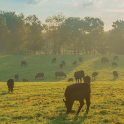 Cattle grazing in low sun