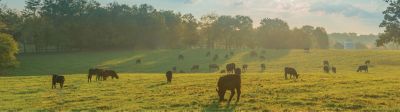 cows grazing