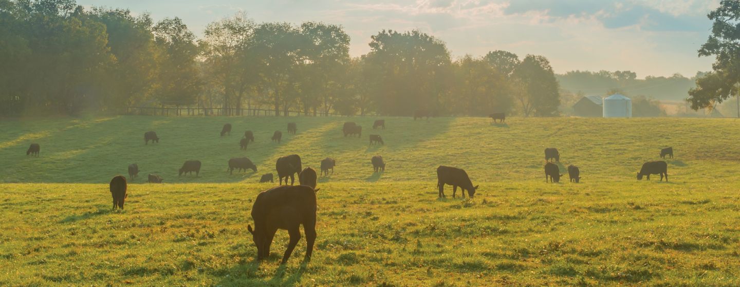 cows grazing
