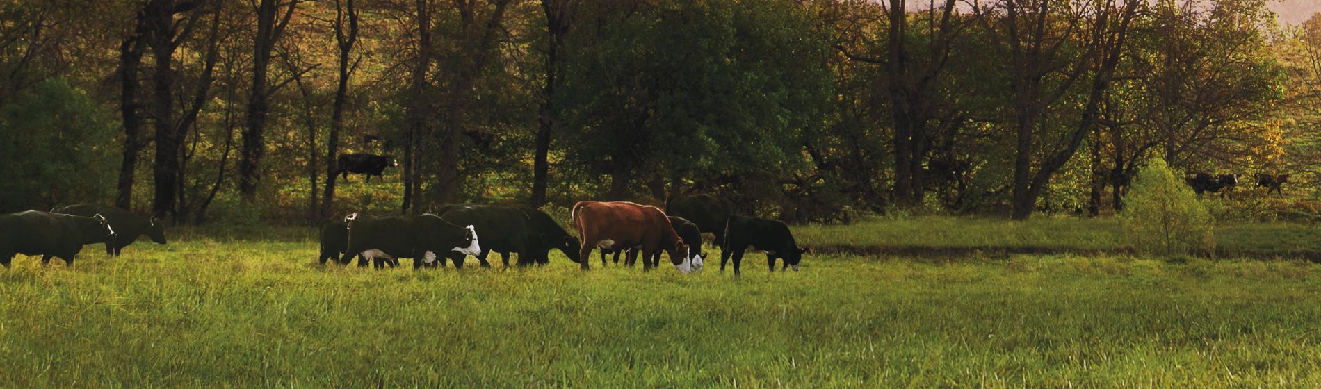 A herd of black, brown and black-and-white cattle grazes in a green pasture bordered by tall trees beneath a warm pink evening sky.