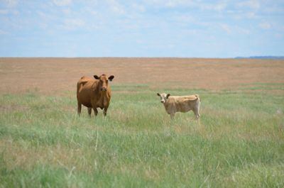 cattle on rangeland