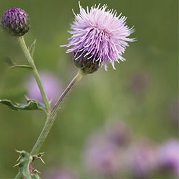 Canada thistle