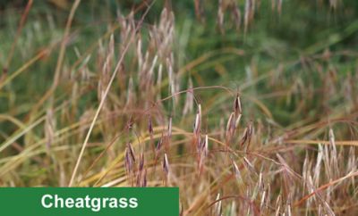 Cheatgrass image