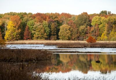 Chesapeake Farms fall foliage