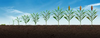 Sorgo: crescimento, desenvolvimento e cuidados com a cultura