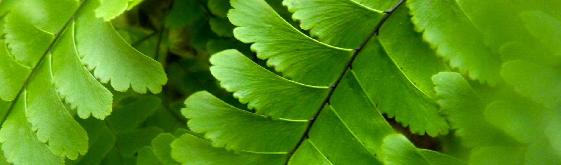 Ciencia y manejo de los productos biológicos