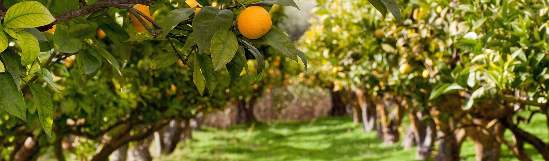 Árboles cítricos