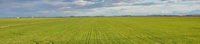 Clean rice field