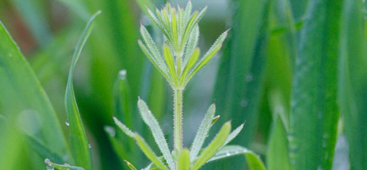 cleavers-close up