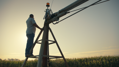 Man looking over crop field